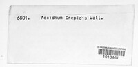 Aecidium crepidis image